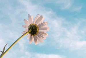 CoinShares Altcoin ETF Draws Flows: The Real Implications for Crypto